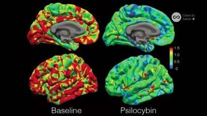 Neuroimagem: Psicodélicos e Saúde Mental | Módulo 5: Perspectivas Futuras - Eduardo Schenberg e Thales Caldonazo